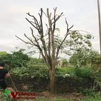 Sản phẩm Mua ban cay hoa hoe 200x200 — Công Ty TNHH Thương Mại Và Dịch Vụ Garden Việt Nam — MST 0109073976