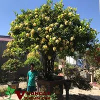 Sản phẩm mua ban cay hoa mau don vang 200x200 — Công Ty TNHH Thương Mại Và Dịch Vụ Garden Việt Nam — MST 0109073976