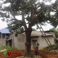 Sản phẩm Mua ban cay hong xiem 200x200 — Công Ty TNHH Thương Mại Và Dịch Vụ Garden Việt Nam — MST 0109073976