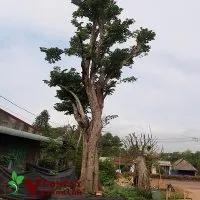Sản phẩm Mua ban cay khe dai thu 200x200 — Công Ty TNHH Thương Mại Và Dịch Vụ Garden Việt Nam — MST 0109073976