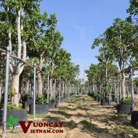 Sản phẩm Mua ban cay loc vung cong trinh 200x200 — Công Ty TNHH Thương Mại Và Dịch Vụ Garden Việt Nam — MST 0109073976