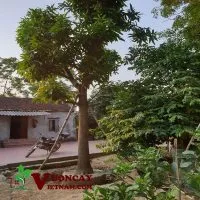 Sản phẩm Mua ban cay xoai cong trinh 200x200 — Công Ty TNHH Thương Mại Và Dịch Vụ Garden Việt Nam — MST 0109073976