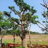 Sản phẩm Mua Bán Cây Mít 200x200 — Công Ty TNHH Thương Mại Và Dịch Vụ Garden Việt Nam — MST 0109073976