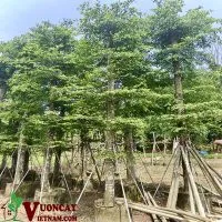 Sản phẩm mua cay bang dai loan cong trinh 200x200 — Công Ty TNHH Thương Mại Và Dịch Vụ Garden Việt Nam — MST 0109073976