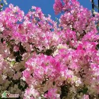 Sản phẩm ung dung cua cay hoa giay 200x200 — Công Ty TNHH Thương Mại Và Dịch Vụ Garden Việt Nam — MST 0109073976