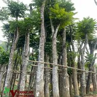 Sản phẩm vuon cay lat hoa dam u 200x200 — Công Ty TNHH Thương Mại Và Dịch Vụ Garden Việt Nam — MST 0109073976