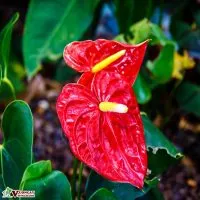 Sản phẩm yeu cau ky thuat trong va cham soc cay hong mon 200x200 — Công Ty TNHH Thương Mại Và Dịch Vụ Garden Việt Nam — MST 0109073976