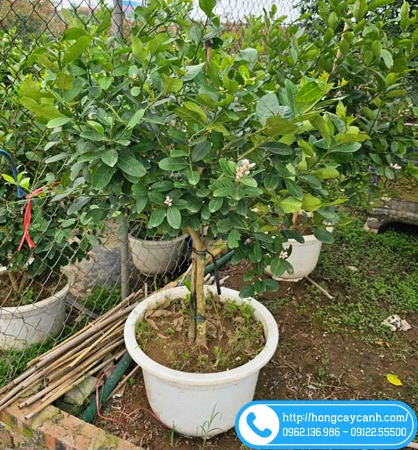 Sản phẩm cach cham soc cay chanh sai qua — Công Ty TNHH Dịch Vụ Cây Xanh Trung Nguyên — MST 0109117743