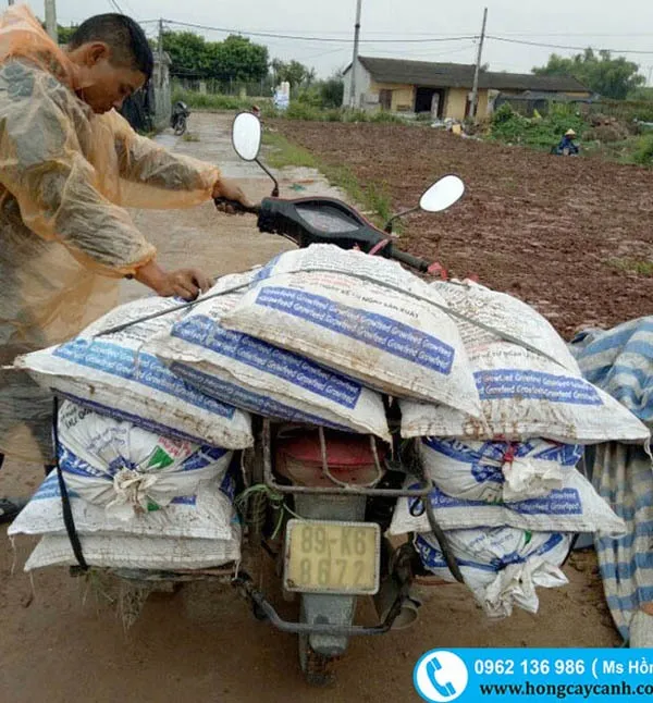 Sản phẩm ban dat trong cay rau mam — Công Ty TNHH Dịch Vụ Cây Xanh Trung Nguyên — MST 0109117743