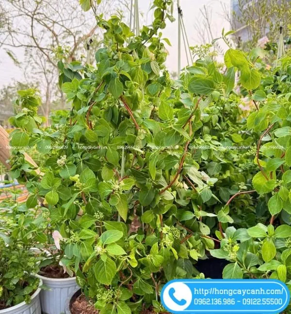 Sản phẩm cam tu cau leo — Công Ty TNHH Dịch Vụ Cây Xanh Trung Nguyên — MST 0109117743