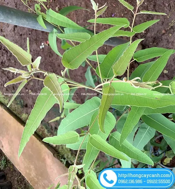 Sản phẩm cay bach dan chanh — Công Ty TNHH Dịch Vụ Cây Xanh Trung Nguyên — MST 0109117743