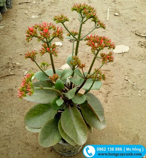 Sản phẩm cay bong ta — Công Ty TNHH Dịch Vụ Cây Xanh Trung Nguyên — MST 0109117743