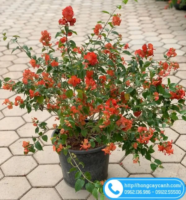 Sản phẩm cay cam loc — Công Ty TNHH Dịch Vụ Cây Xanh Trung Nguyên — MST 0109117743