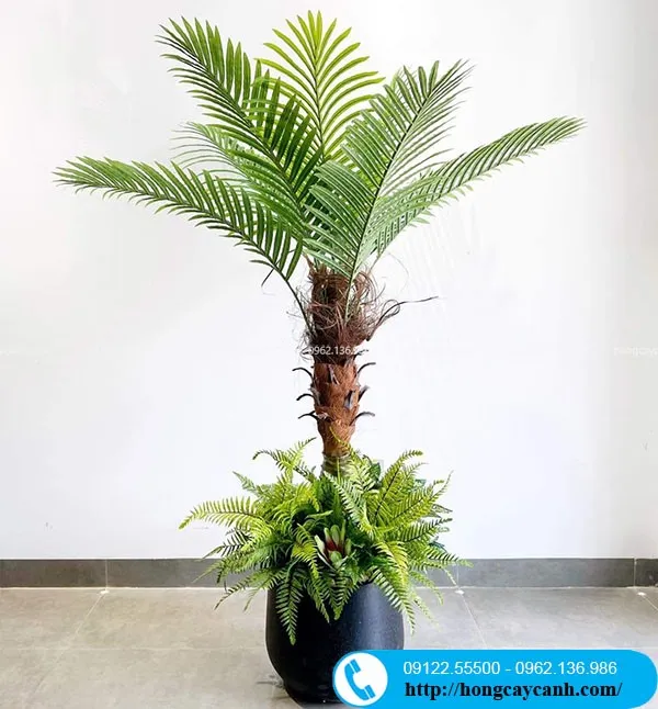 Sản phẩm cay cha la gia — Công Ty TNHH Dịch Vụ Cây Xanh Trung Nguyên — MST 0109117743