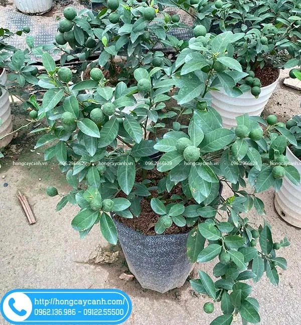 Sản phẩm cay chanh ta — Công Ty TNHH Dịch Vụ Cây Xanh Trung Nguyên — MST 0109117743