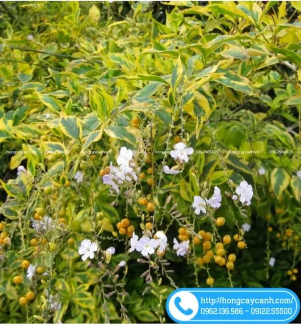 Sản phẩm cay chuoi ngoc cam thach — Công Ty TNHH Dịch Vụ Cây Xanh Trung Nguyên — MST 0109117743