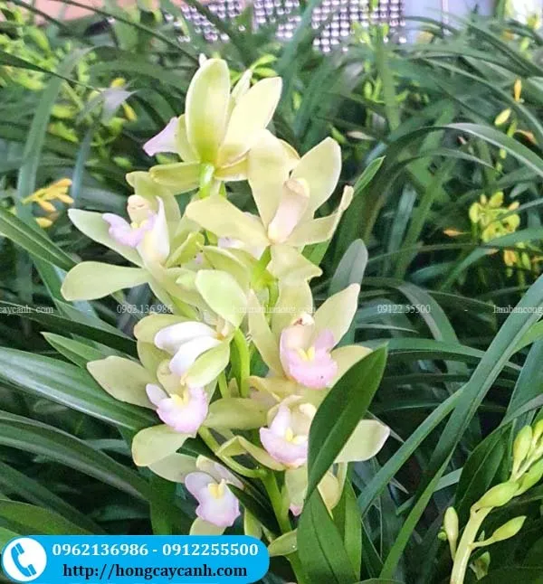 Sản phẩm cay dia lan quoc sac thien huong — Công Ty TNHH Dịch Vụ Cây Xanh Trung Nguyên — MST 0109117743
