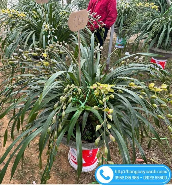 Sản phẩm cay dia lan tran mong — Công Ty TNHH Dịch Vụ Cây Xanh Trung Nguyên — MST 0109117743