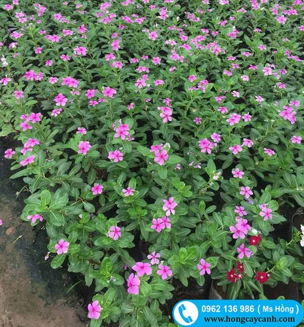 Sản phẩm cay dua can — Công Ty TNHH Dịch Vụ Cây Xanh Trung Nguyên — MST 0109117743