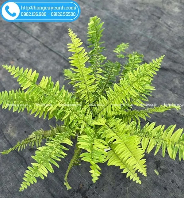 Sản phẩm cay duong xi cam thach — Công Ty TNHH Dịch Vụ Cây Xanh Trung Nguyên — MST 0109117743