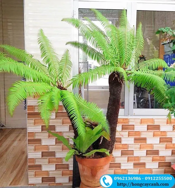 Sản phẩm cay duong xi than go — Công Ty TNHH Dịch Vụ Cây Xanh Trung Nguyên — MST 0109117743