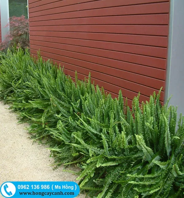 Sản phẩm cay duong xi trong nen — Công Ty TNHH Dịch Vụ Cây Xanh Trung Nguyên — MST 0109117743