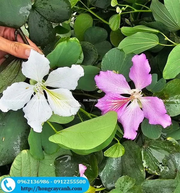 Sản phẩm cay hoa ban tay bac — Công Ty TNHH Dịch Vụ Cây Xanh Trung Nguyên — MST 0109117743