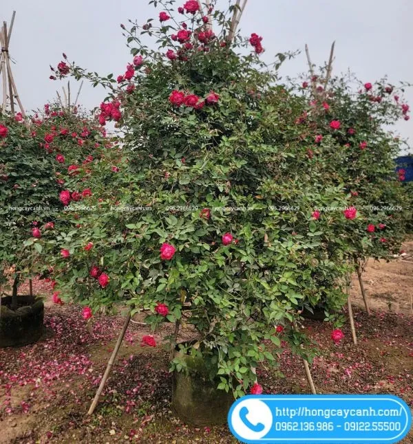 Sản phẩm cay hoa hong co hue — Công Ty TNHH Dịch Vụ Cây Xanh Trung Nguyên — MST 0109117743