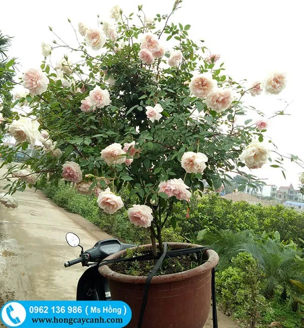 Sản phẩm cay hoa hong dao — Công Ty TNHH Dịch Vụ Cây Xanh Trung Nguyên — MST 0109117743