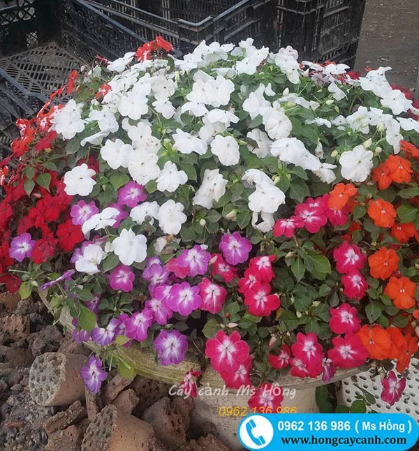 Sản phẩm cay hoa ngoc thao don — Công Ty TNHH Dịch Vụ Cây Xanh Trung Nguyên — MST 0109117743
