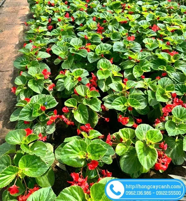 Sản phẩm cay hoa thu hai duong — Công Ty TNHH Dịch Vụ Cây Xanh Trung Nguyên — MST 0109117743