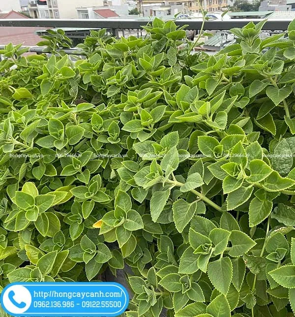 Sản phẩm cay hung chanh — Công Ty TNHH Dịch Vụ Cây Xanh Trung Nguyên — MST 0109117743