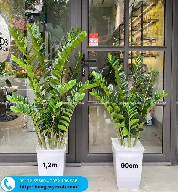 Sản phẩm cay kim tien gia — Công Ty TNHH Dịch Vụ Cây Xanh Trung Nguyên — MST 0109117743
