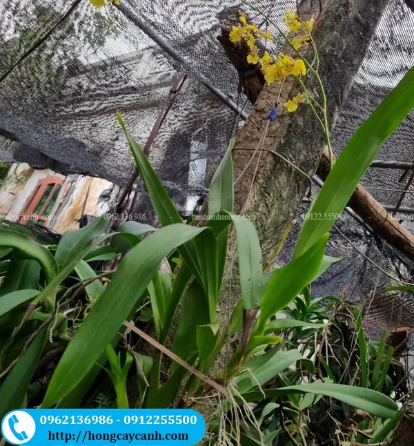 Sản phẩm cay lan vu nu vang — Công Ty TNHH Dịch Vụ Cây Xanh Trung Nguyên — MST 0109117743