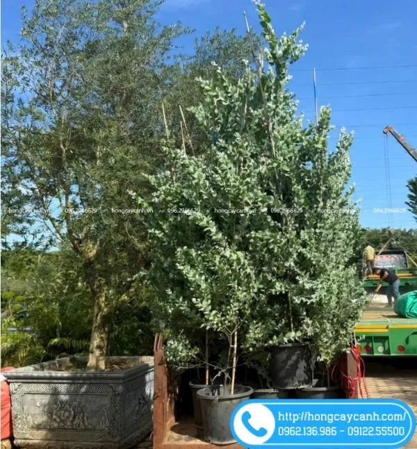 Sản phẩm cay mimosa — Công Ty TNHH Dịch Vụ Cây Xanh Trung Nguyên — MST 0109117743
