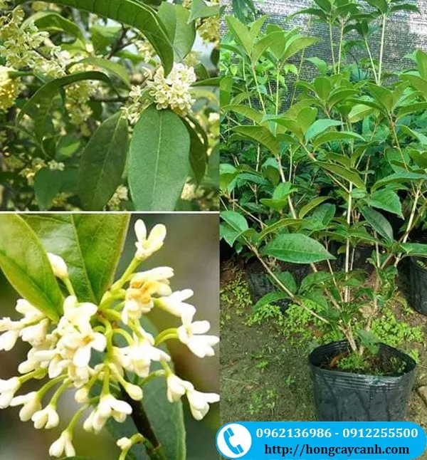 Sản phẩm cay moc huong — Công Ty TNHH Dịch Vụ Cây Xanh Trung Nguyên — MST 0109117743