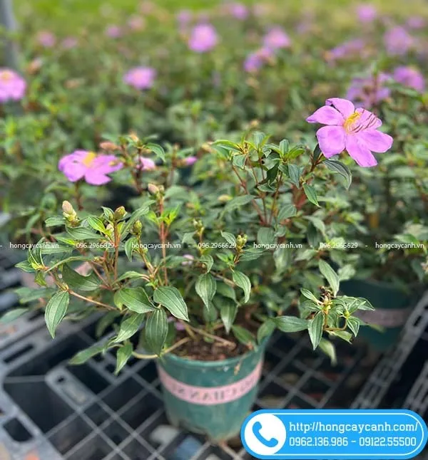 Sản phẩm cay mua hong — Công Ty TNHH Dịch Vụ Cây Xanh Trung Nguyên — MST 0109117743