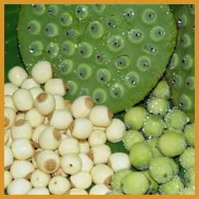 Sản phẩm HATSEN — Gia Công Sữa Hạt Otis Việt Nam - Công Ty Cổ Phần Thương Mại Quốc Tế Otis Việt
Nam — MST 0109138101