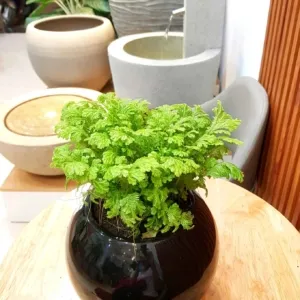Sản phẩm chau opal vinapot 1 300x300 — Công Ty TNHH Thương Mại Và Dịch Vụ Thế Kỷ Xanh — MST 0109139176