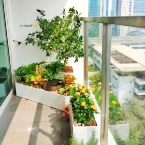 Sản phẩm chau tieu canh be ca 3 1 300x300 — Công Ty TNHH Thương Mại Và Dịch Vụ Thế Kỷ Xanh — MST 0109139176
