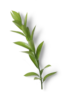 Sản phẩm Leaf 1 — Công Ty TNHH SX Và Kinh Doanh ống Hút Cỏ Sậy Thân Thiện Môi Trường Mana.ST — MST 0109149569