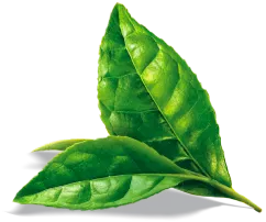 Sản phẩm flower plants afternoon tea 1 — Công Ty TNHH SX Và Kinh Doanh ống Hút Cỏ Sậy Thân Thiện Môi Trường Mana.ST — MST 0109149569
