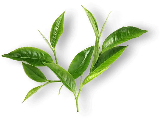 Sản phẩm pngkit_green tea — Công Ty TNHH SX Và Kinh Doanh ống Hút Cỏ Sậy Thân Thiện Môi Trường Mana.ST — MST 0109149569