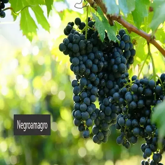 Sản phẩm negroamagro vtdevs — Cửa Hàng Rượu Vang VN — MST 0109190077