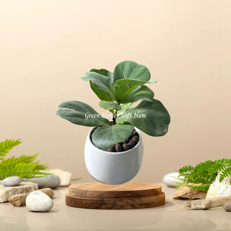 Sản phẩm Bàng singapore — Công Ty Cổ Phần Green Homes Việt Nam — MST 0109193180