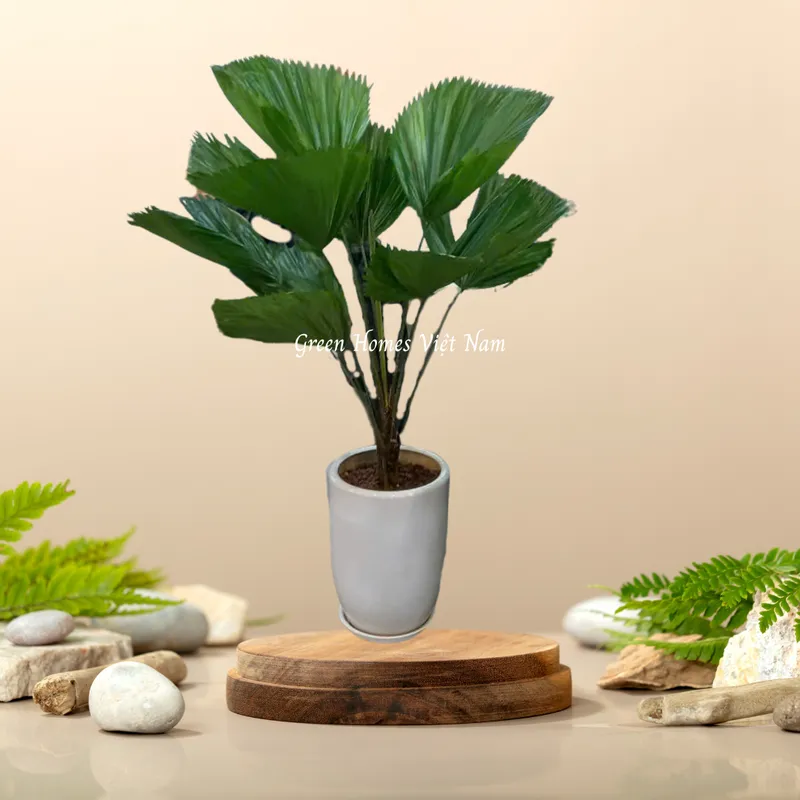 Sản phẩm Cọ nhật — Công Ty Cổ Phần Green Homes Việt Nam — MST 0109193180