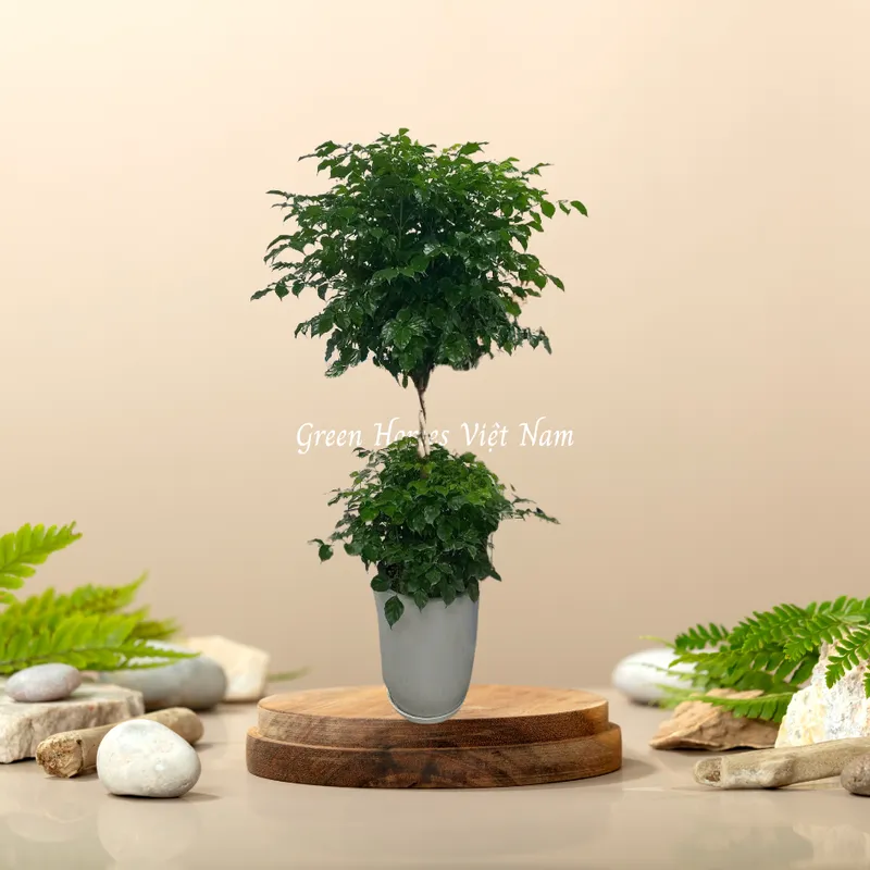 Sản phẩm hạnh phúc 2 tầng — Công Ty Cổ Phần Green Homes Việt Nam — MST 0109193180