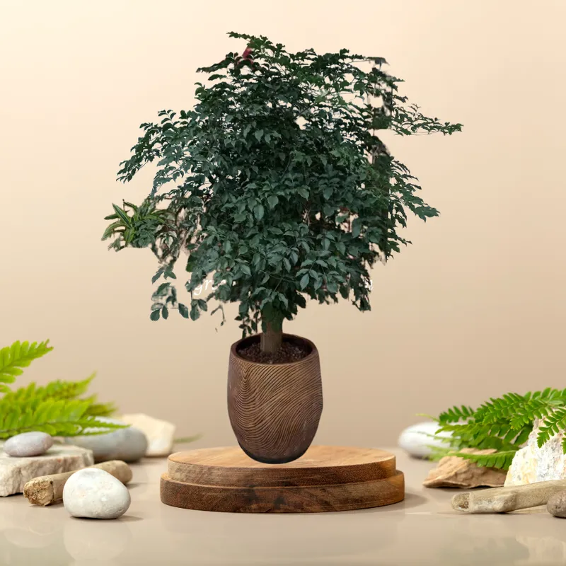 Sản phẩm hạnh phúc gốc — Công Ty Cổ Phần Green Homes Việt Nam — MST 0109193180