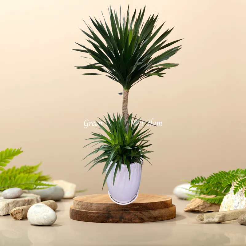 Sản phẩm phát tài núi 2 tầng (1) — Công Ty Cổ Phần Green Homes Việt Nam — MST 0109193180