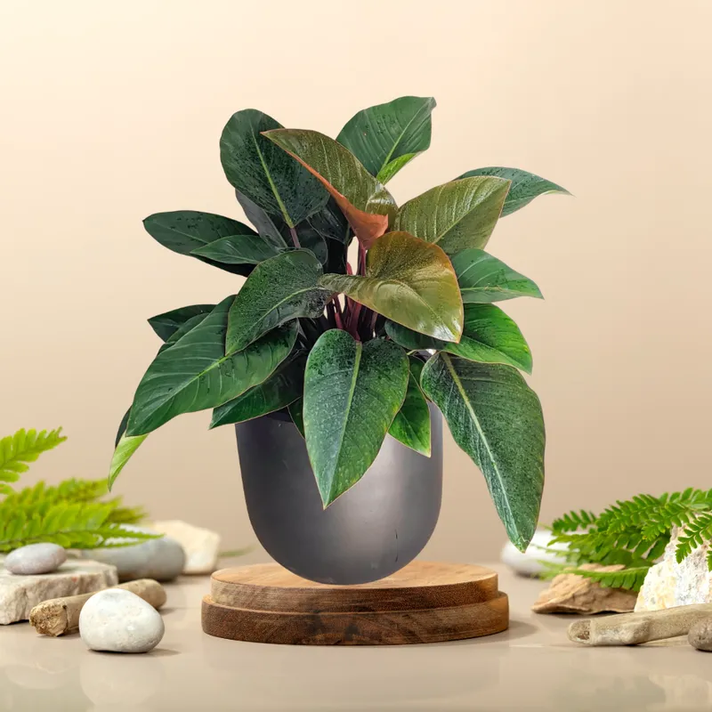 Sản phẩm trầu bà đế vương đỏ — Công Ty Cổ Phần Green Homes Việt Nam — MST 0109193180